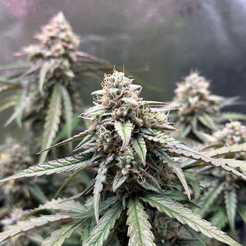 Orion F1 #2 growlog timeline photo