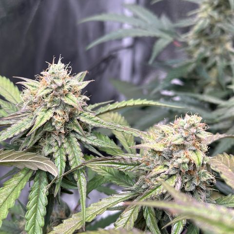 Orion F1 #2 growlog timeline photo