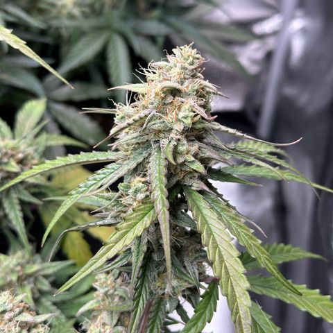 Orion F1 #2 growlog timeline photo