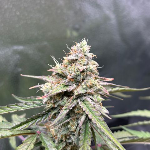 Orion F1 #2 growlog timeline photo