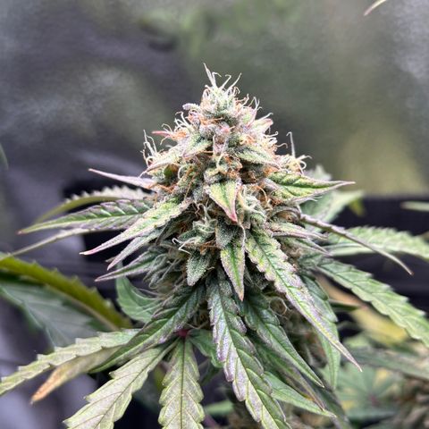 Orion F1 #2 growlog timeline photo