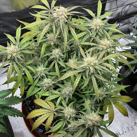 Orion F1 #2 growlog timeline photo