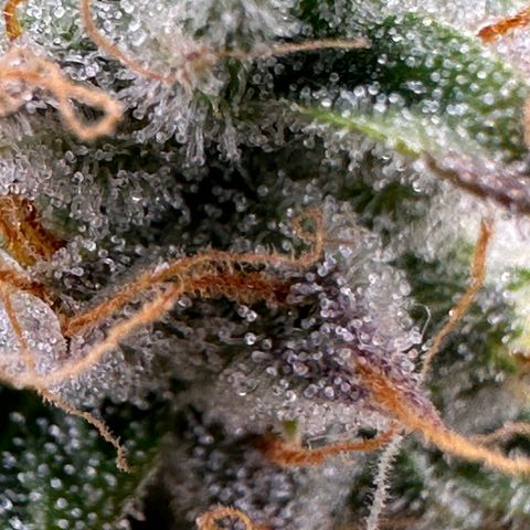 Orion F1 #2 growlog timeline photo