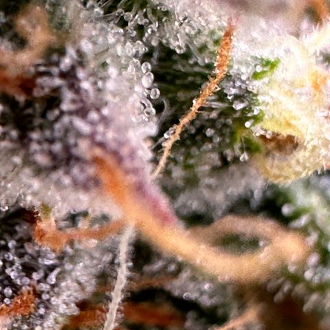 Orion F1 #2 growlog timeline photo