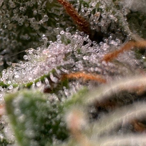 Orion F1 #2 growlog timeline photo
