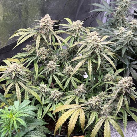 Orion F1 #2 growlog timeline photo