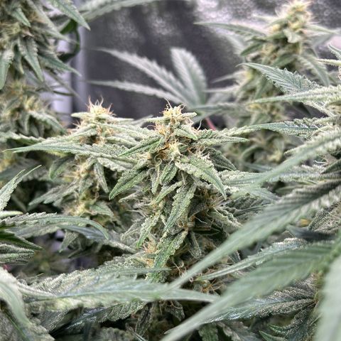 Medusa F1 growlog timeline photo