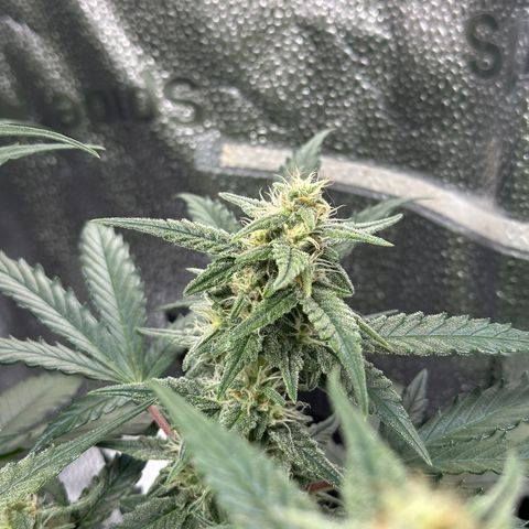Medusa F1 growlog timeline photo