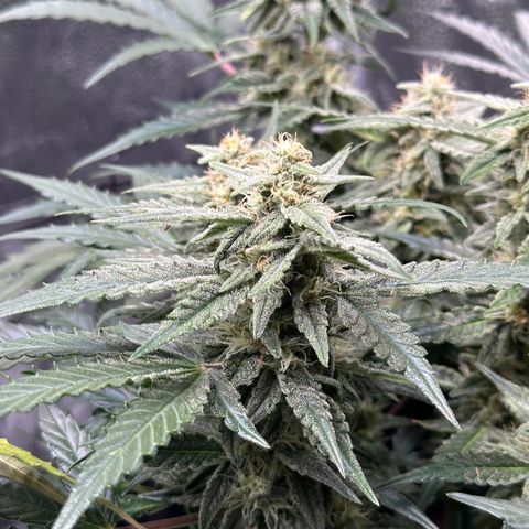 Medusa F1 growlog timeline photo