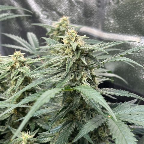 Medusa F1 growlog timeline photo