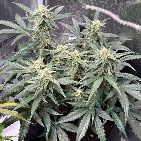 Medusa F1 growlog timeline photo