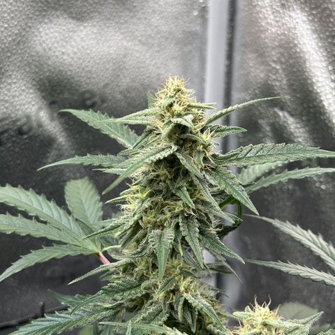 Medusa F1 growlog timeline photo