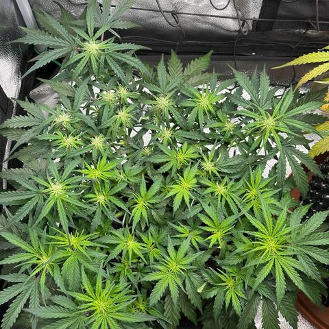 Wedding Cake 🍰 growlog timeline photo