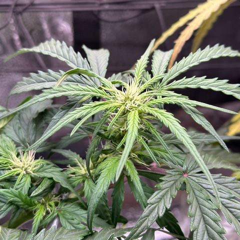 Wedding Cake 🍰 growlog timeline photo