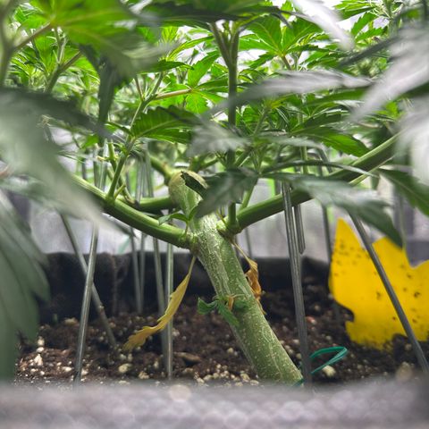Wedding Cake 🍰 growlog timeline photo