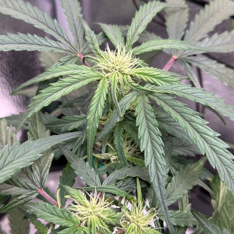 Wedding Cake 🍰 growlog timeline photo