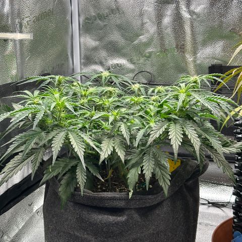 Wedding Cake 🍰 growlog timeline photo