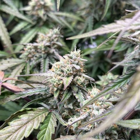 Orion F1 #2 growlog timeline photo