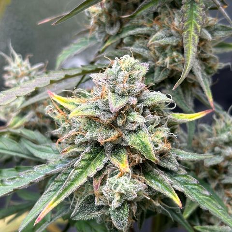 Orion F1 #2 growlog timeline photo