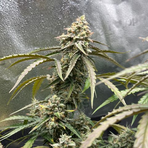 Orion F1 #2 growlog timeline photo