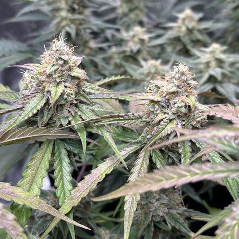 Orion F1 #2 growlog timeline photo