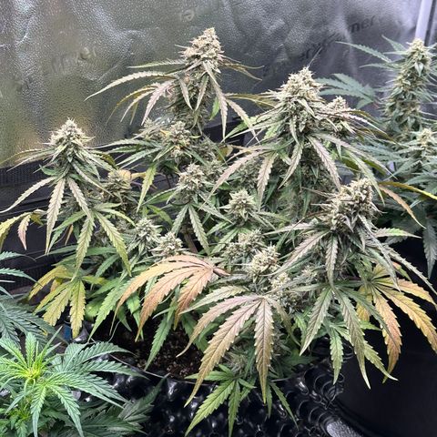 Orion F1 #2 growlog timeline photo