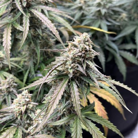 Orion F1 #2 growlog timeline photo