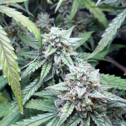 Orion F1 #2 growlog timeline photo