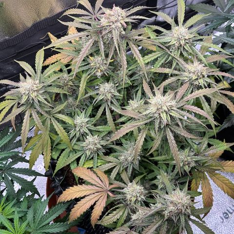 Orion F1 #2 growlog timeline photo