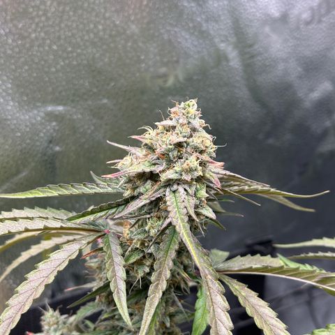 Orion F1 #2 growlog timeline photo