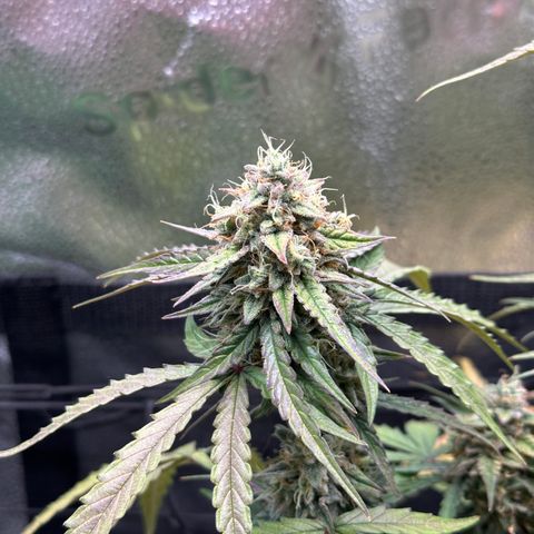 Orion F1 #2 growlog timeline photo