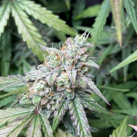 Orion F1 #2 growlog timeline photo