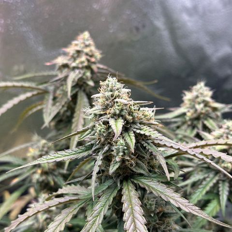 Orion F1 #2 growlog timeline photo