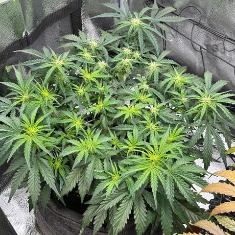 Wedding Cake 🍰 growlog timeline photo