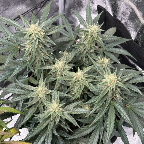 Medusa F1 growlog timeline photo