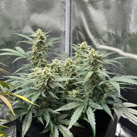 Medusa F1 growlog timeline photo