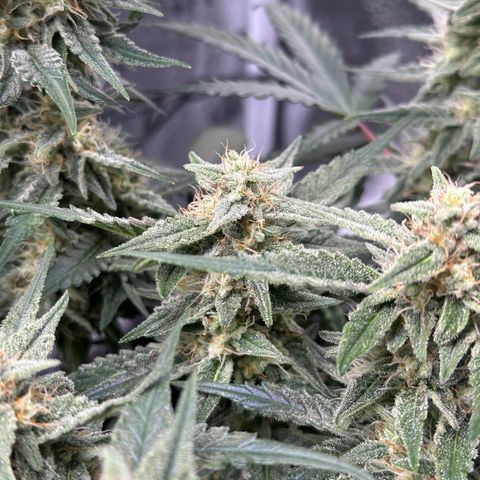 Medusa F1 growlog timeline photo