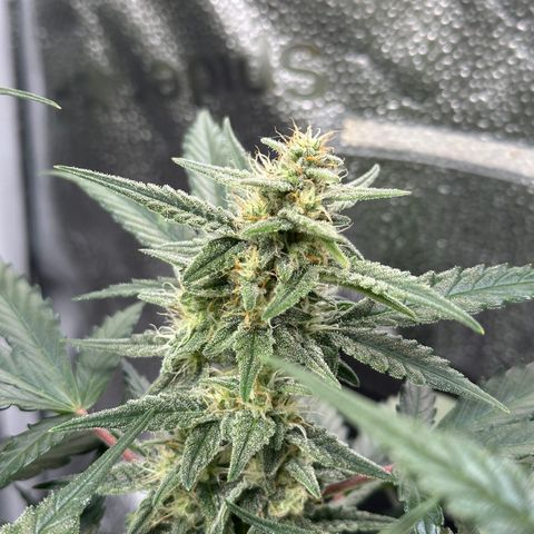 Medusa F1 growlog timeline photo