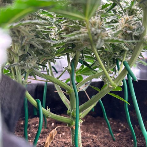 Medusa F1 growlog timeline photo
