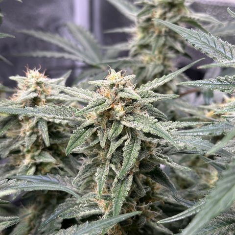 Medusa F1 growlog timeline photo