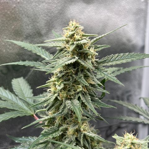Medusa F1 growlog timeline photo