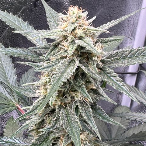 Medusa F1 growlog timeline photo