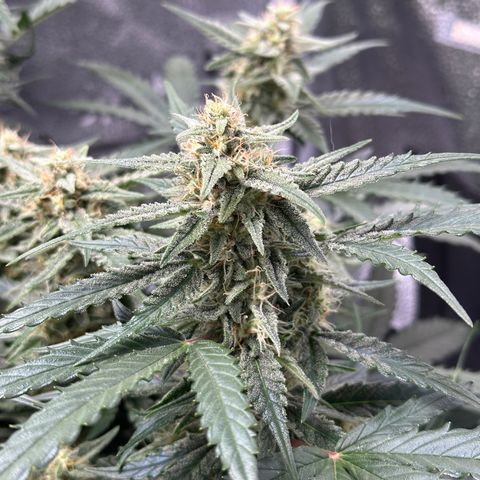 Medusa F1 growlog timeline photo