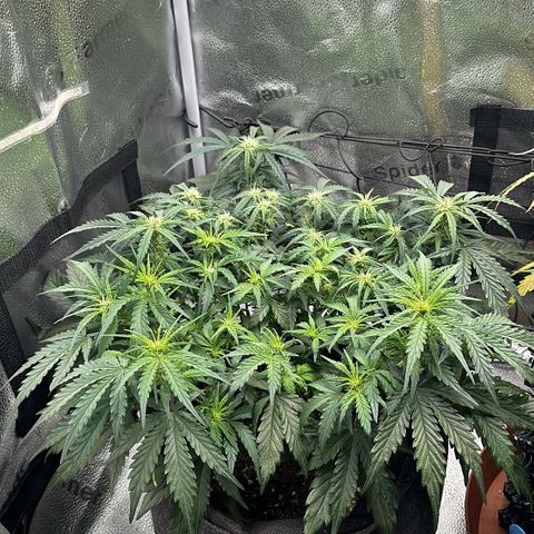Wedding Cake 🍰 growlog timeline photo