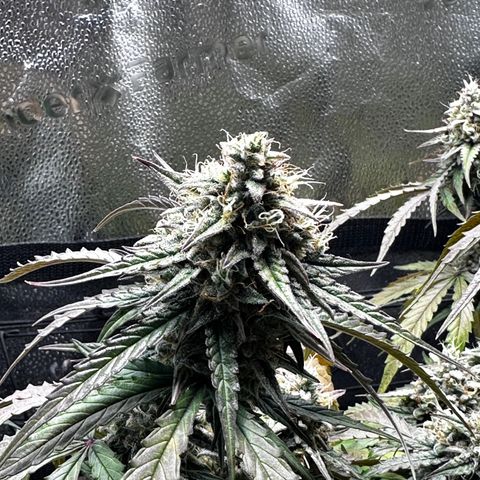 Orion F1 #2 growlog timeline photo