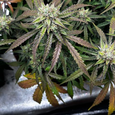 Orion F1 #2 growlog timeline photo