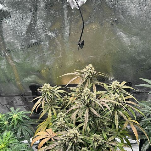 Orion F1 #2 growlog timeline photo