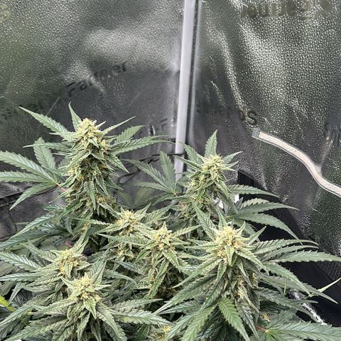 Medusa F1 growlog timeline photo