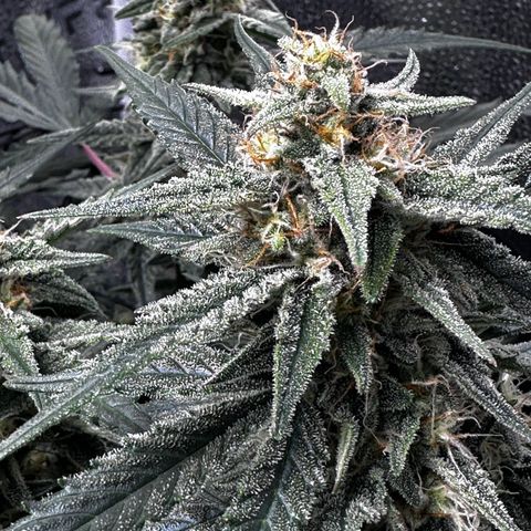 Medusa F1 growlog timeline photo