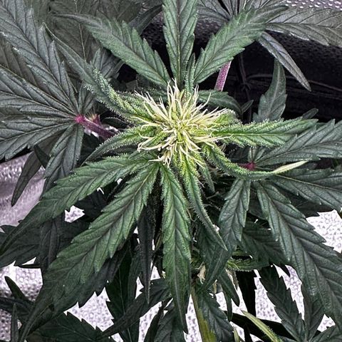 Wedding Cake 🍰 growlog timeline photo